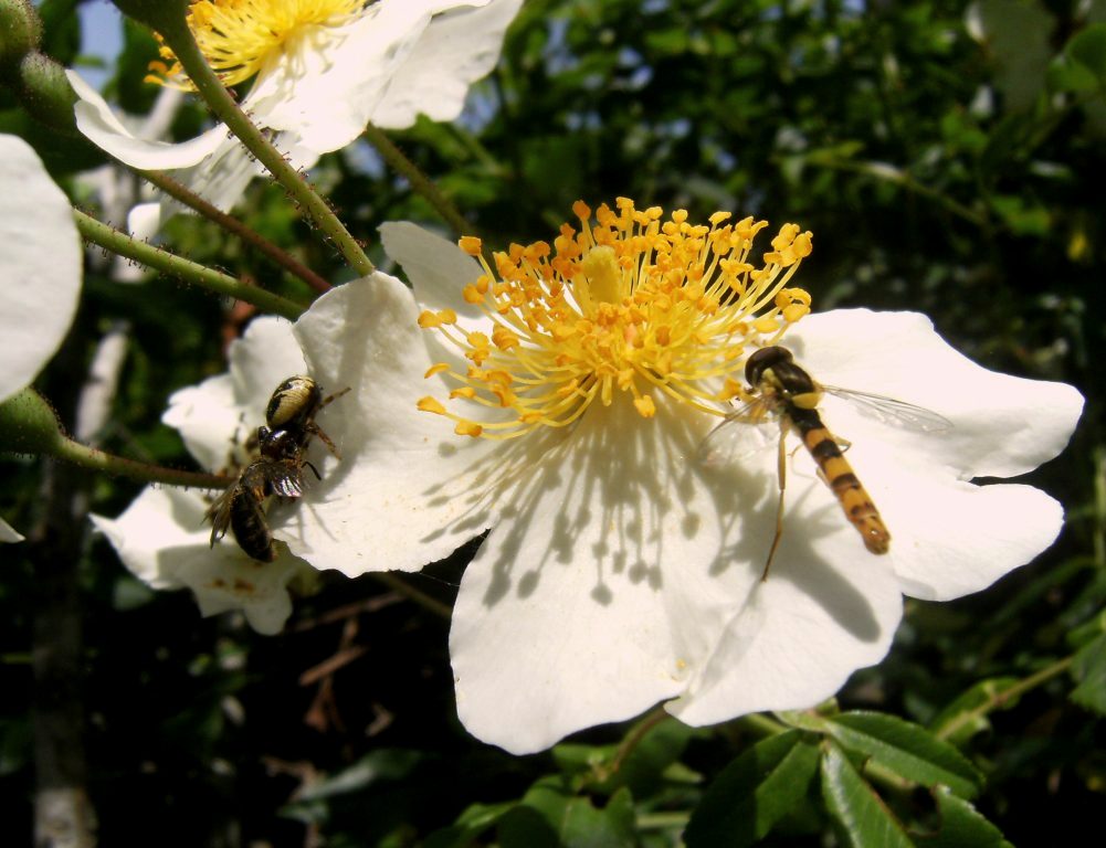 Il mistero della morte (scene di predazione di Thomisidae)